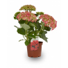 HORTENSIA EXTRA MACETA 3 LITROS