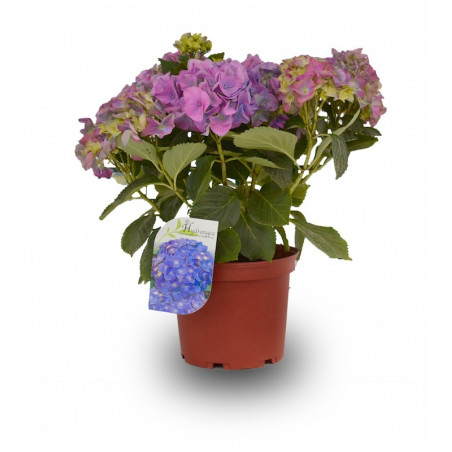HORTENSIA EXTRA MACETA 3 LITROS