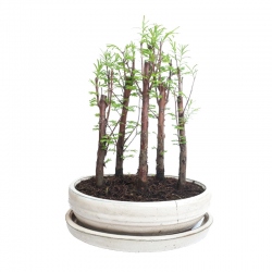 BONSAI BOSQUE SECUOYAS