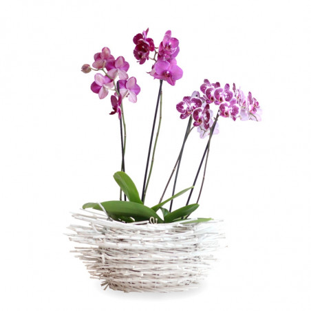 COMPOSICION DE PLANTA Y ORQUIDEA