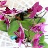 COMPOSICION DE PLANTA Y ORQUIDEA