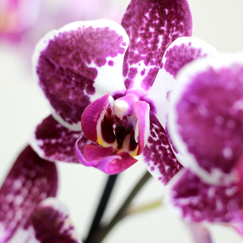 COMPOSICION DE PLANTA Y ORQUIDEA