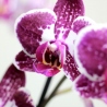 COMPOSICION DE PLANTA Y ORQUIDEA