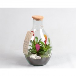 TERRARIO BROMELIAS DIAMETRO 23CM ALTURA 40 CM