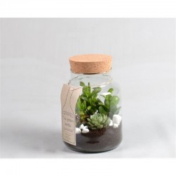 ECOSISTEMA CRASAS DIAMETRO 18CM ALTURA 30CM