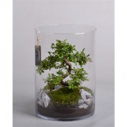 TERRARIO BONSAI DIAMETRO 25CM ALTURA 23CM