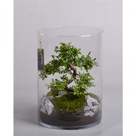 TERRARIO BONSAI DIAMETRO 25CM ALTURA 23CM