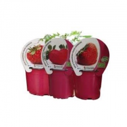 FRESA ECOLOGICA MACETA 11CM - PACK 3 UDS