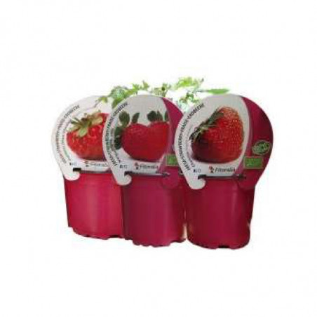 FRESA ECOLOGICA MACETA 11CM - PACK 3 UDS