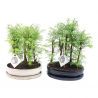 BONSAI BOSQUE SECUOYAS