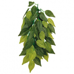 FICUS COLGANTE 20X50CM