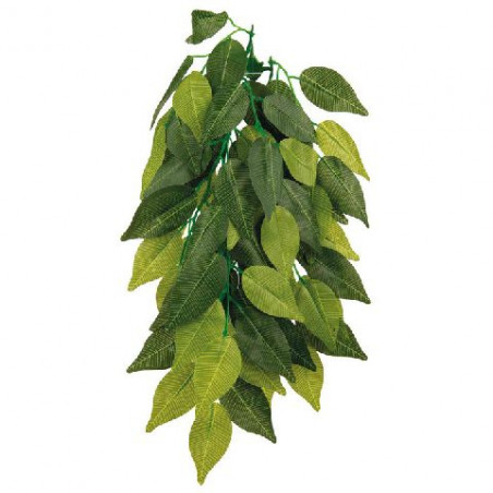 FICUS COLGANTE 20X50CM