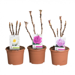 PEONIA EXTRA 3 LITROS