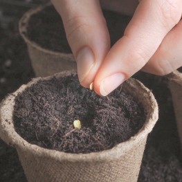 Semillas y Semilleros