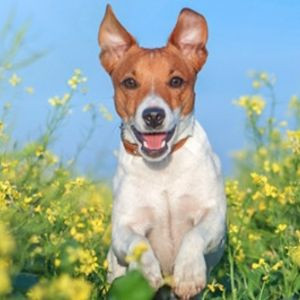 Ofertas mascotas