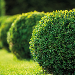 Ofertas plantas de exterior