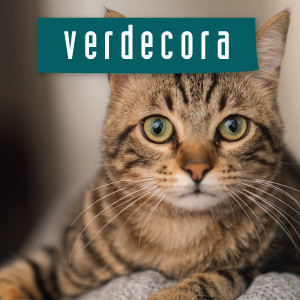 Gato Verdecora