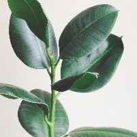 Plantas Black Friday