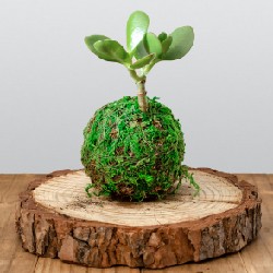 Plantas para Regalar