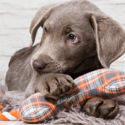 Regalos para mascotas