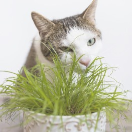 Plantas Pet Friendly