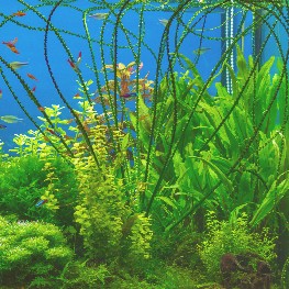 Plantas de Acuario